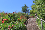 Chiemgau Baumpflege Gartenpflege & Gartengestaltung