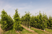 Chiemgau Baumpflege Pflanzarbeiten